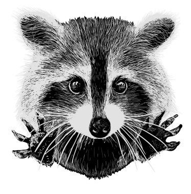 Download Raccoon Free Vector Eps Cdr Ai Svg Vector Illustration Graphic Art