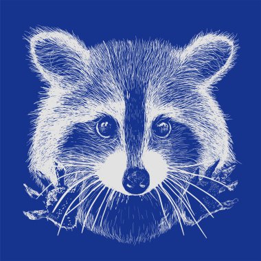 hand drawn raccoon clipart