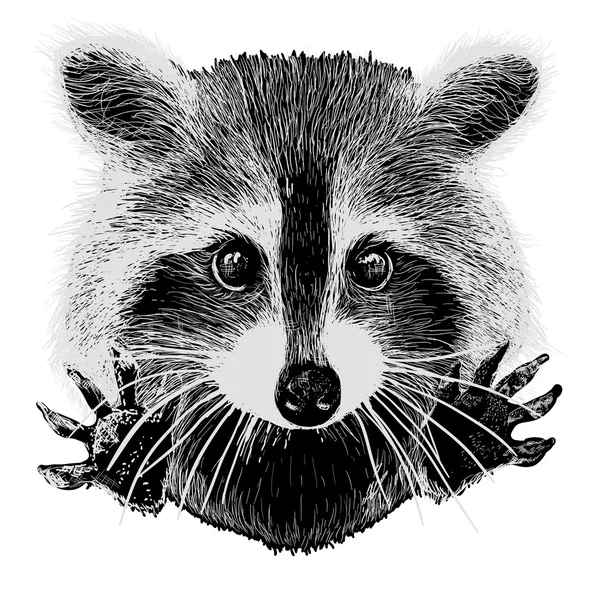 Hand drawn raccoon — Stock Vector