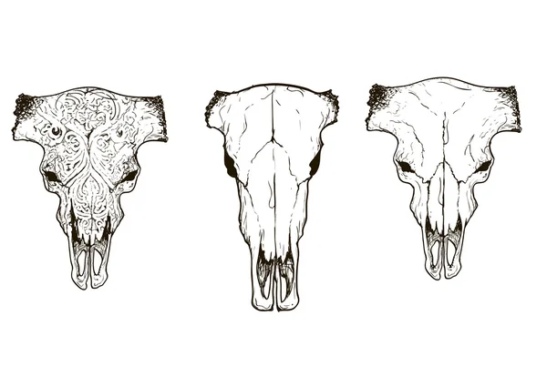 Drawing animal skulls set, vector — Stock Vector