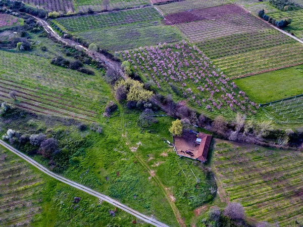 Çiçek açan ağaçlar ile tarım alanları üzerinde havadan görünümü — Stok fotoğraf