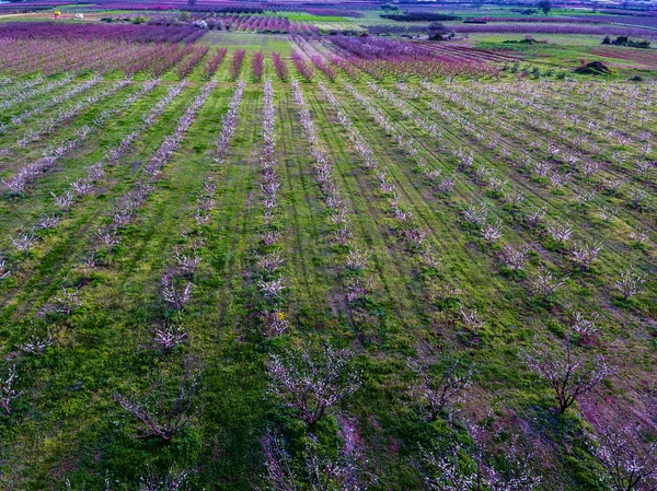 Vista aérea sobre campos agrícolas con árboles florecientes —  Fotos de Stock