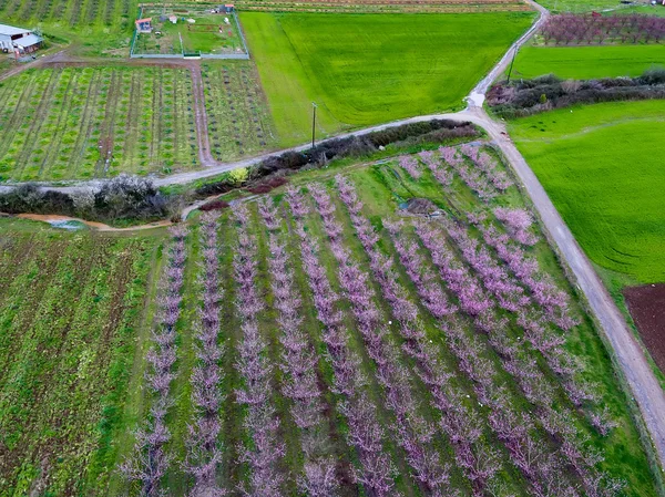 Vista aérea sobre campos agrícolas con árboles en flor. Antena — Foto de Stock