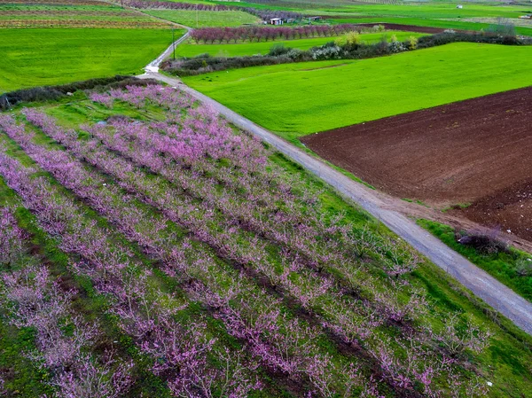 Vista aérea sobre campos agrícolas com árvores em flor. Aviação — Fotografia de Stock