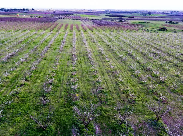 Luchtfoto uitzicht over agrarische velden met bloeiende bomen. Luchtfoto — Stockfoto