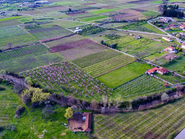 Luftaufnahme über landwirtschaftliche Felder mit blühenden Bäumen. Antenne — Stockfoto