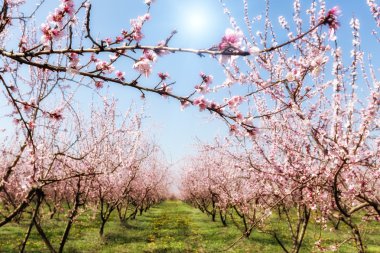 Orchard şeftali ağaçlarının baharda çiçek açmış. Seçici odak resim 