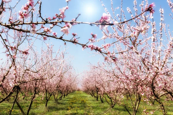 Orchard of peach trees bloomed in spring. Selective focus image — Stock Photo, Image