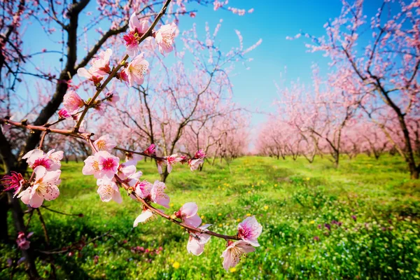 Orchard of peach trees bloomed in spring. Selective focus image — Stock Photo, Image