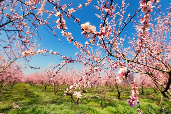 Orchard of peach trees bloomed in spring. Selective focus image. — Stock Photo, Image