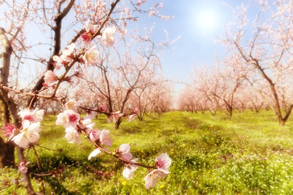 Orchard of peach trees bloomed in spring. Selective focus image — Stock Photo, Image