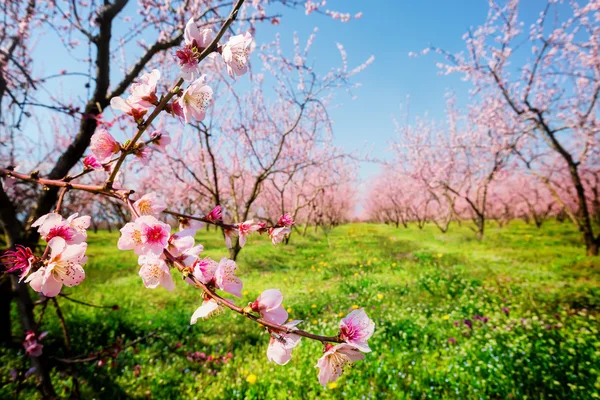 Gyümölcsös-őszibarack fák virágba, tavasszal. Szelektív összpontosít kép — Stock Fotó