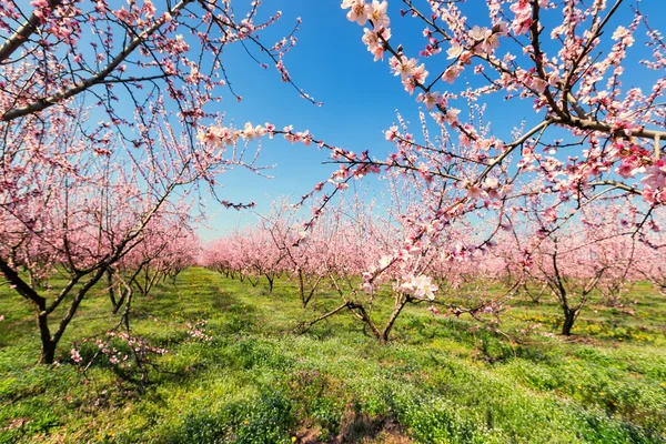 Orchard of peach trees bloomed in spring. Selective focus image. — Stock Photo, Image