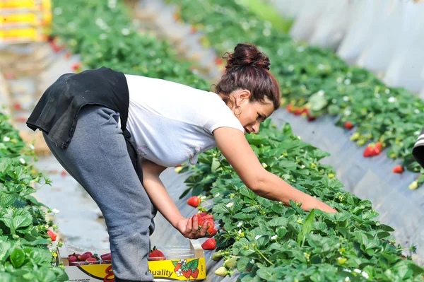 Сельскохозяйственные работники собирают и упаковывают клубнику — стоковое фото