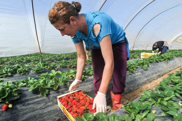 Landarbeiter pflücken und verpacken Erdbeeren — Stockfoto