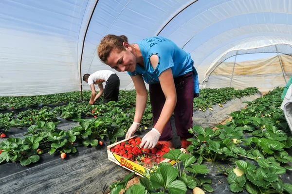 Landarbeiter pflücken und verpacken Erdbeeren — Stockfoto