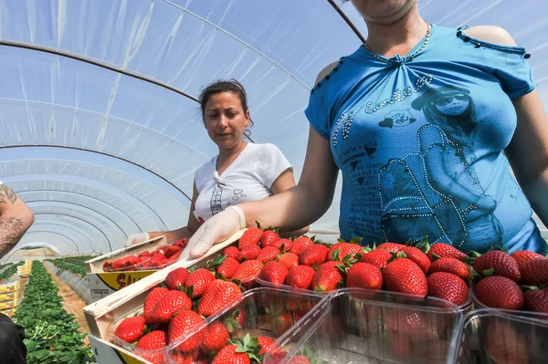 Landarbeiter pflücken und verpacken Erdbeeren — Stockfoto