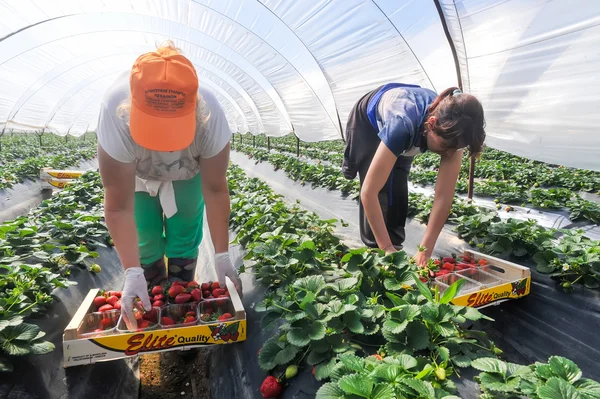 Landarbeiter pflücken und verpacken Erdbeeren — Stockfoto