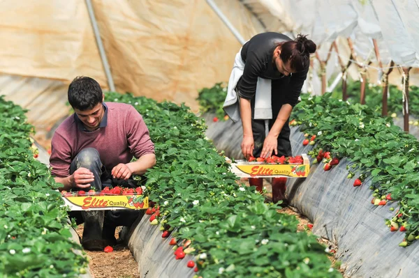 Farm workers pick and package strawberries — Stock Photo, Image