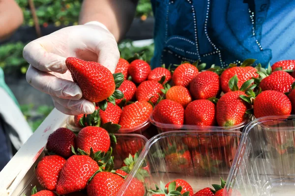 Farm workers pick and package strawberries — Stock Photo, Image
