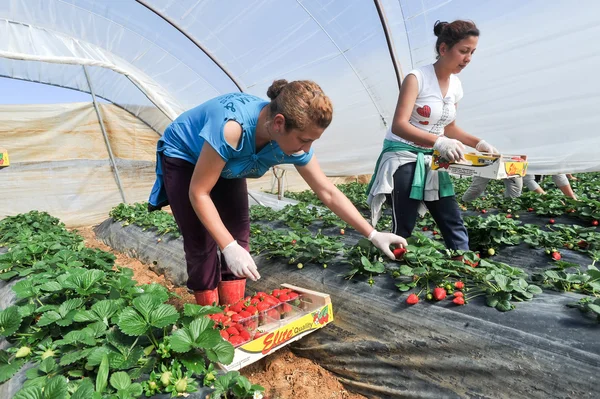 Landarbeiter pflücken und verpacken Erdbeeren — Stockfoto