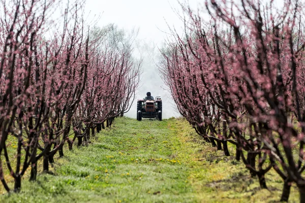 stock image Farmer with tractor using a air blast sprayer