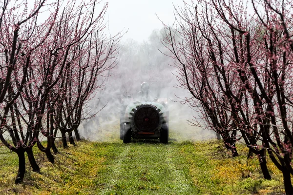 Farmer with tractor using a air blast sprayer — Stock Image Farmer with tractor using a air blast sprayer Stock Picture