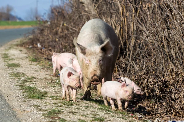 Cochon près de la route à la recherche de nourriture — Photo