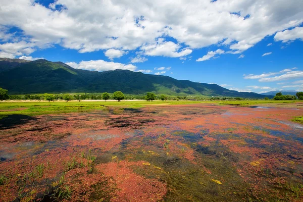 Landscape of the Lake Kerkini with red plants that float on the — Stock Photo, Image
