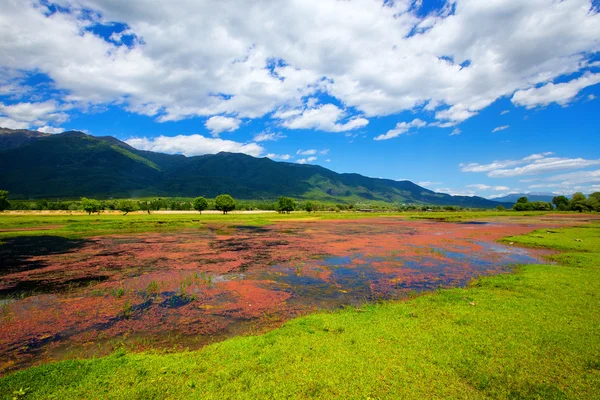Landschap van het meer Kerkini met rode planten die zweven op de — Stockfoto