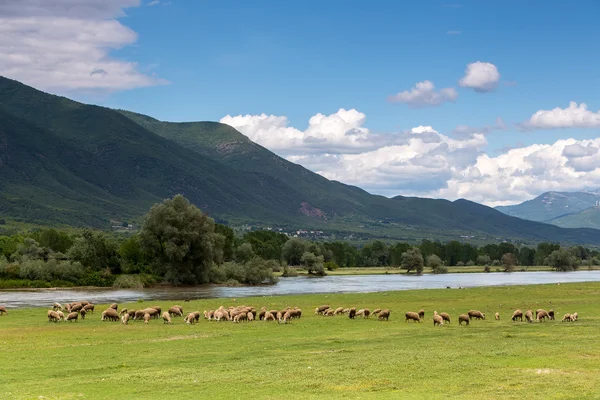 Ovce pasoucí se hned vedle Strymon pramen řeky v severní Greec — Stock fotografie