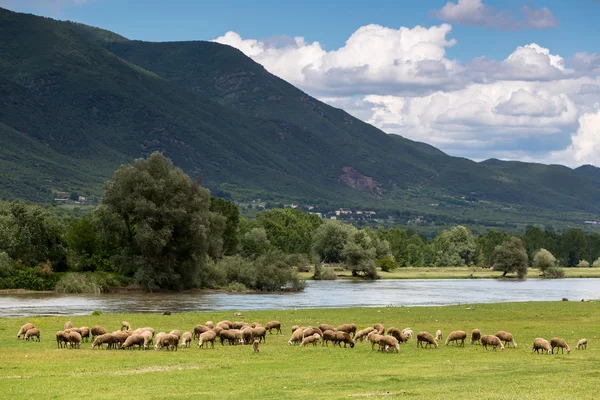 Ovce pasoucí se hned vedle Strymon pramen řeky v severní Greec — Stock fotografie