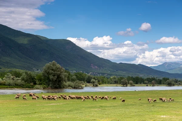 Ovce pasoucí se hned vedle Strymon pramen řeky v severní Greec — Stock fotografie