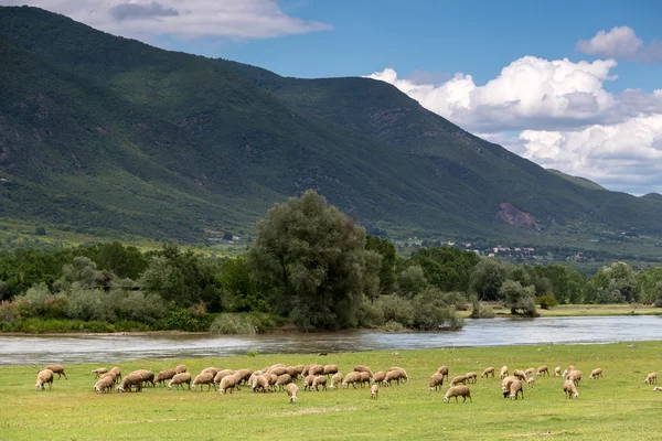 Ovce pasoucí se hned vedle Strymon pramen řeky v severní Greec — Stock fotografie