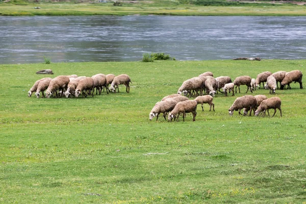 Yanında Kuzey Greec nehir Strymon ilkbaharda otlatma koyun — Stok fotoğraf