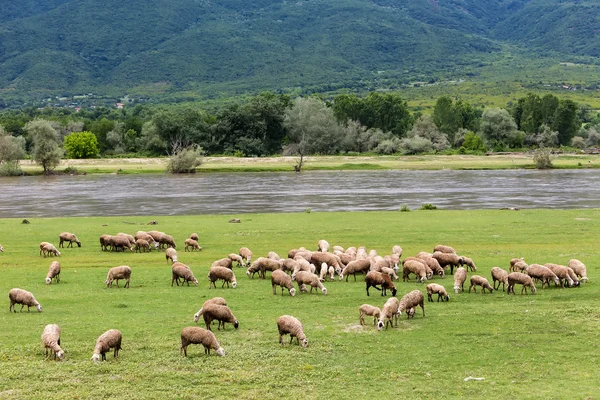 Yanında Kuzey Greec nehir Strymon ilkbaharda otlatma koyun — Stok fotoğraf