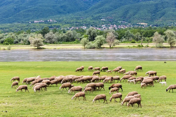 Ovce pasoucí se hned vedle Strymon pramen řeky v severní Greec — Stock fotografie