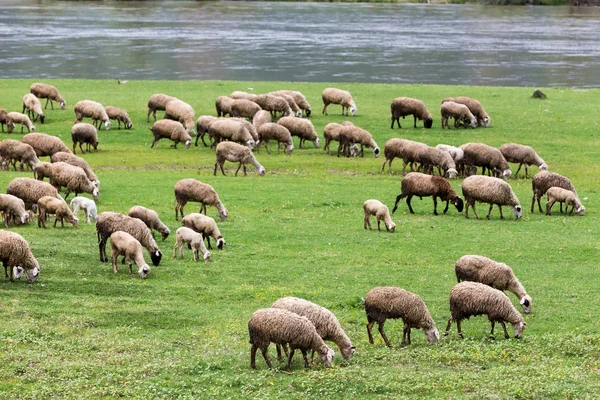 Pecore al pascolo vicino al fiume Strymon primavera nel nord della Grecia — Foto Stock