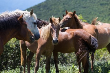 bir dağ yamacında yeşillik yemek at sürüsü