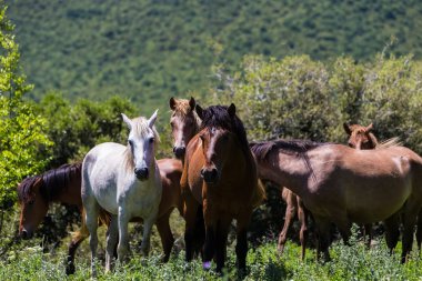 bir dağ yamacında yeşillik yemek at sürüsü