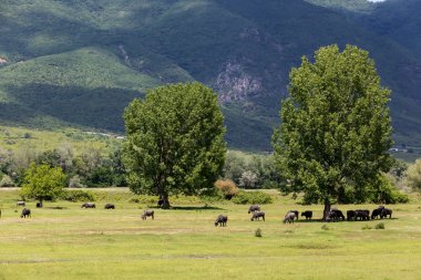 Strymon Nehri yanındaki otlatma Buffalo Kuzey Gre bahar