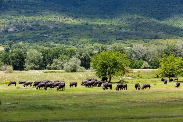 Buffalo pasoucí se hned vedle řeky Strymon jaro v severním Gre — Stock fotografie