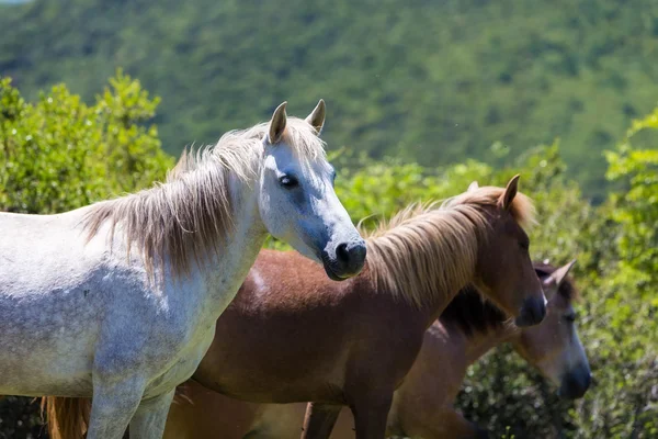 Стадо коней, які їдять зелень на гірському схилі — стокове фото