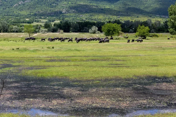 Buffalo pastando junto al río Strymon primavera en la Gre del Norte — Foto de Stock