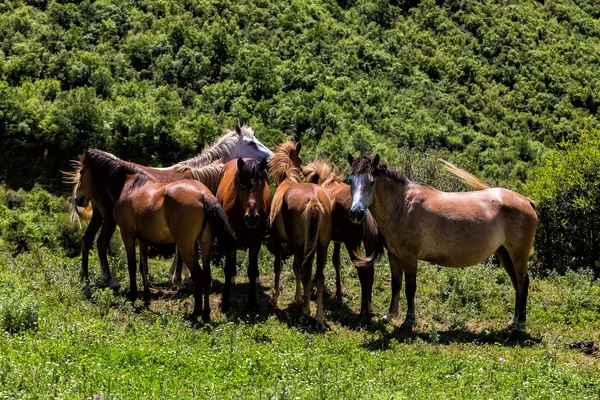 Manada de cavalos que comem verduras em uma encosta de montanha — Fotografia de Stock