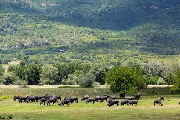 Buffalo pasoucí se hned vedle řeky Strymon jaro v severním Gre — Stock fotografie