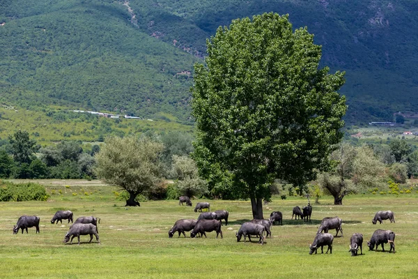 Buffalo pasoucí se hned vedle řeky Strymon jaro v severním Gre — Stock fotografie