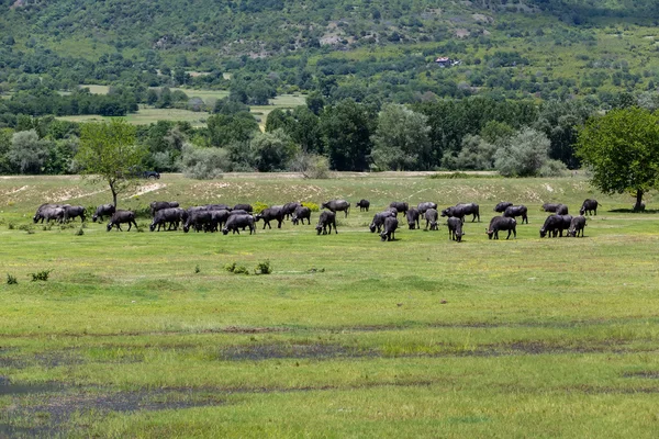 Buffalo grazing next to the river Strymon spring in Northern Gre — Stock Photo, Image