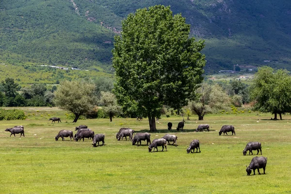 Буффало пасутся у реки Стримон в Северном Гре — стоковое фото