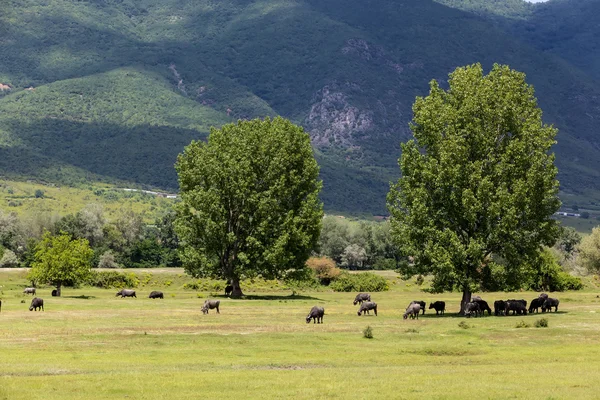 Buffalo pastando junto al río Strymon primavera en la Gre del Norte — Foto de Stock